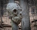 A scary looking burl.<br />A walk in the park with Joyce.<br />April 12, 2016 - Maudslay State Park, Newburyport, Massachusetts.