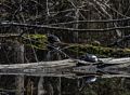 Turtles.<br />April 23, 2017 - Mass Audubon Broadmoor Wildlife Sanctuary, Natick, Massachusetts.