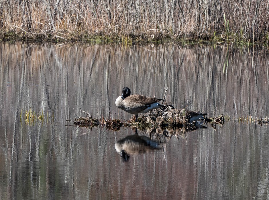 Canada geese.<br />April 23, 2017 - Mass Audubon Broadmoor Wildlife Sanctuary, Natick, Massachusetts.