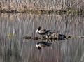Canada geese.<br />April 23, 2017 - Mass Audubon Broadmoor Wildlife Sanctuary, Natick, Massachusetts.