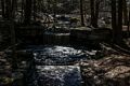 April 23, 2017 - Mass Audubon Broadmoor Wildlife Sanctuary, Natick, Massachusetts.