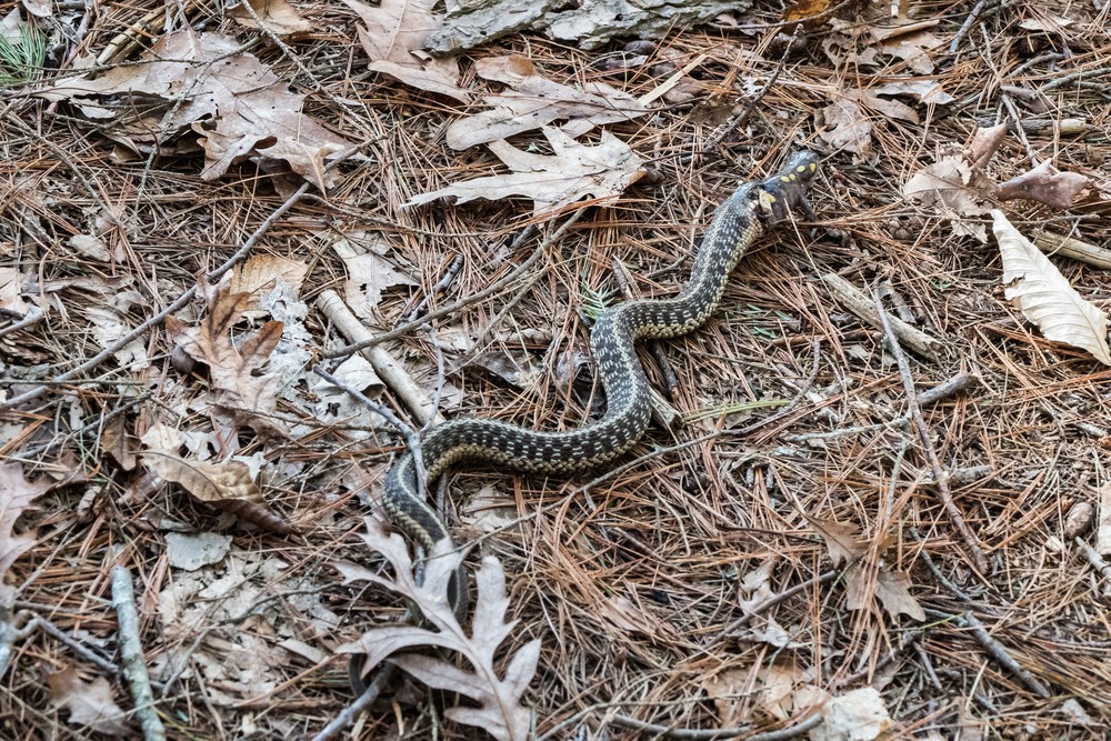 Snake eating a salamander.<br />April 23, 2017 - Mass Audubon Broadmoor Wildlife Sanctuary, Natick, Massachusetts.