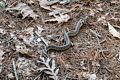 Snake eating a salamander.<br />April 23, 2017 - Mass Audubon Broadmoor Wildlife Sanctuary, Natick, Massachusetts.