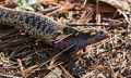 Garter snake eating a spotted salamander.<br />April 23, 2017 - Mass Audubon Broadmoor Wildlife Sanctuary, Natick, Massachusetts.