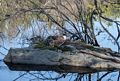 Canada goose on nest.<br />April 23, 2017 - Mass Audubon Broadmoor Wildlife Sanctuary, Natick, Massachusetts.