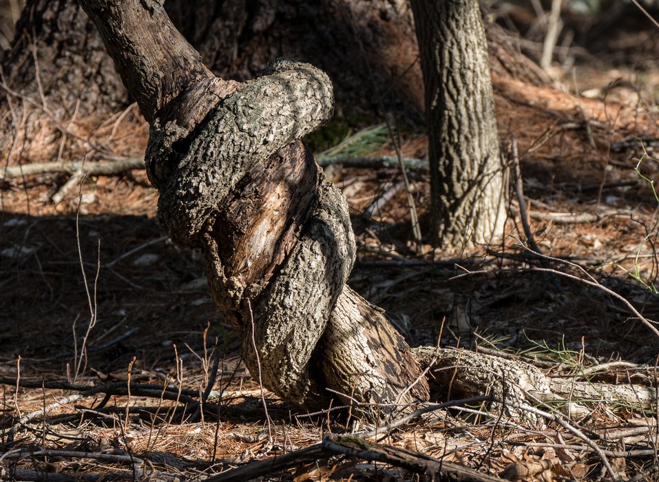 A boa constrictor tree?<br />April 23, 2017 - Mass Audubon Broadmoor Wildlife Sanctuary, Natick, Massachusetts.