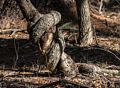 A boa constrictor tree?<br />April 23, 2017 - Mass Audubon Broadmoor Wildlife Sanctuary, Natick, Massachusetts.