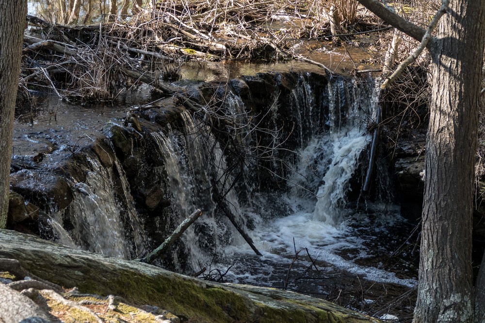 April 23, 2017 - Mass Audubon Broadmoor Wildlife Sanctuary, Natick, Massachusetts.