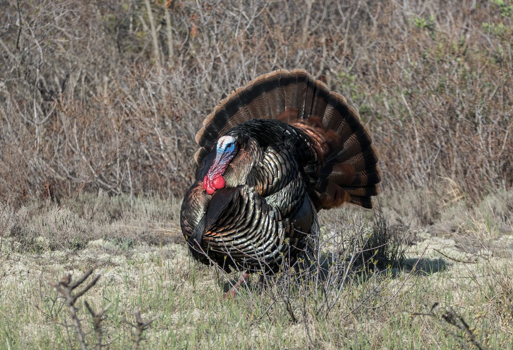 Turkey.<br />April 30, 2017 - Parker River National Wildlife Refuge, Plum Island, Massachusetts.