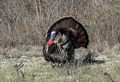 Turkey.<br />April 30, 2017 - Parker River National Wildlife Refuge, Plum Island, Massachusetts.