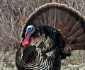 Turkey.<br />April 30, 2017 - Parker River National Wildlife Refuge, Plum Island, Massachusetts.