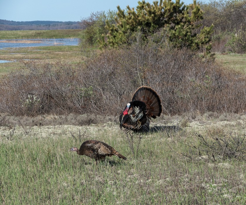 Turkeys.<br />April 30, 2017 - Parker River National Wildlife Refuge, Plum Island, Massachusetts.