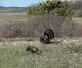 Turkeys.<br />April 30, 2017 - Parker River National Wildlife Refuge, Plum Island, Massachusetts.