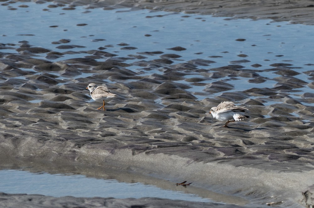 April 30, 2017 - Sandy Point State Reservation, Plum Island, Massachusetts.