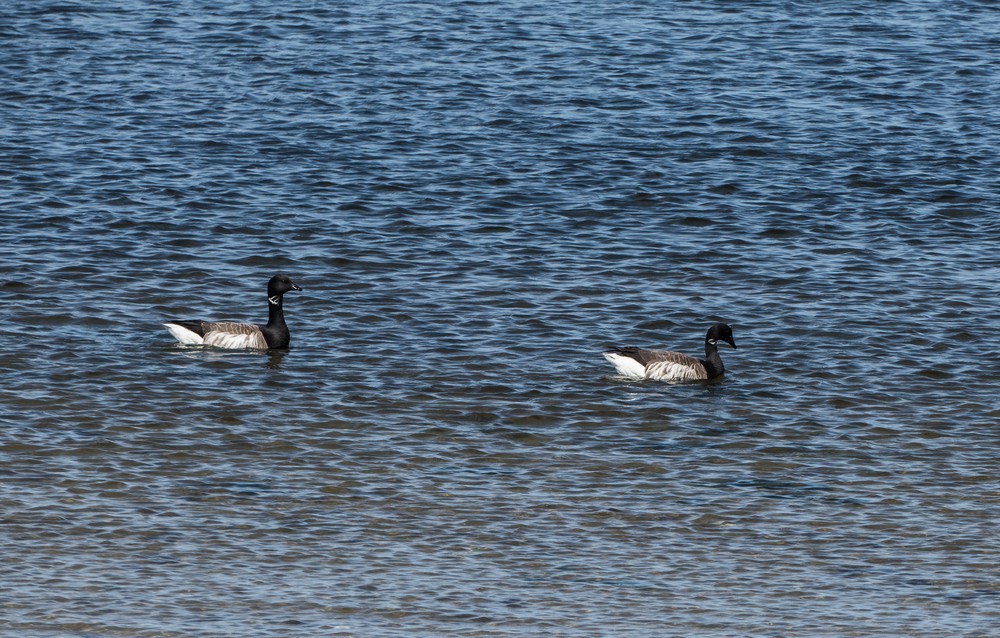 Brant geese.<br />April 30, 2017 - Sandy Point State Reservation, Plum Island, Massachusetts.