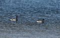 Brant geese.<br />April 30, 2017 - Sandy Point State Reservation, Plum Island, Massachusetts.