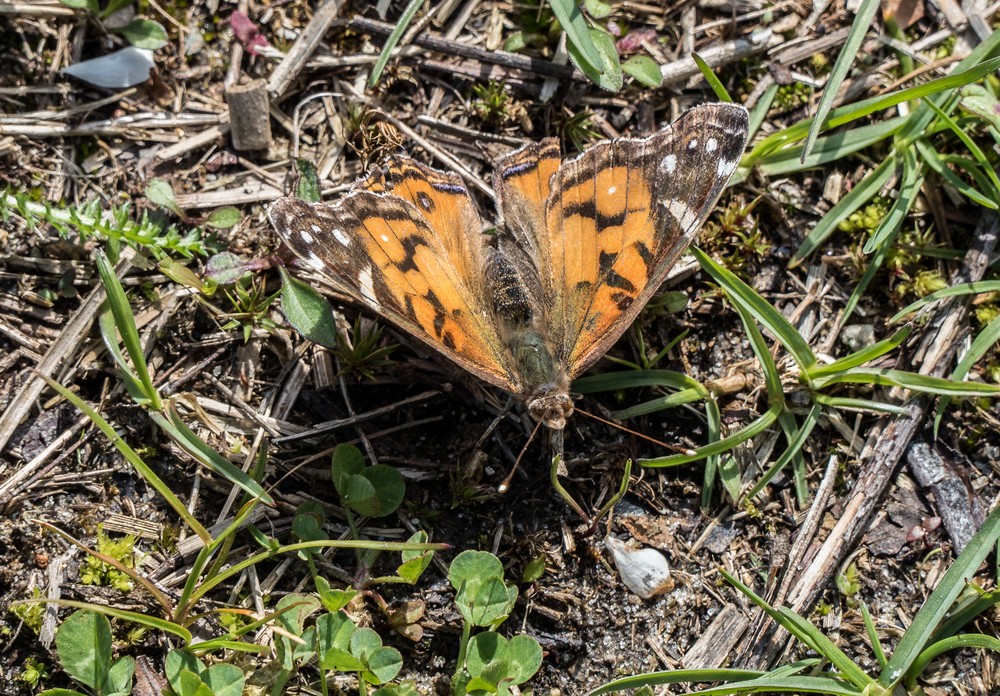 Some sort of a moth?<br />April 30, 2017 - Sandy Point State Reservation, Plum Island, Massachusetts.