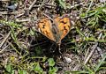 Some sort of a moth?<br />April 30, 2017 - Sandy Point State Reservation, Plum Island, Massachusetts.