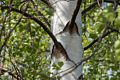 April 30, 2017 - Sandy Point State Reservation, Plum Island, Massachusetts.