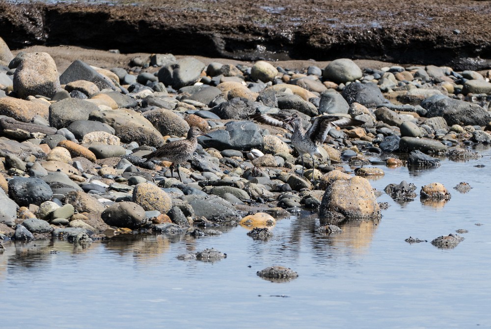 Willets?<br />May 17, 2017 - Drakes Island, Wells, Maine.