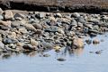 Willets?<br />May 17, 2017 - Drakes Island, Wells, Maine.