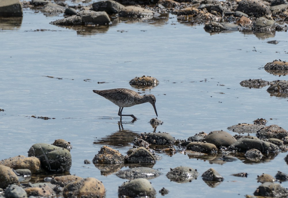 Willet?<br />May 17, 2017 - Drakes Island, Wells, Maine.