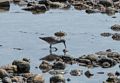 Willet?<br />May 17, 2017 - Drakes Island, Wells, Maine.