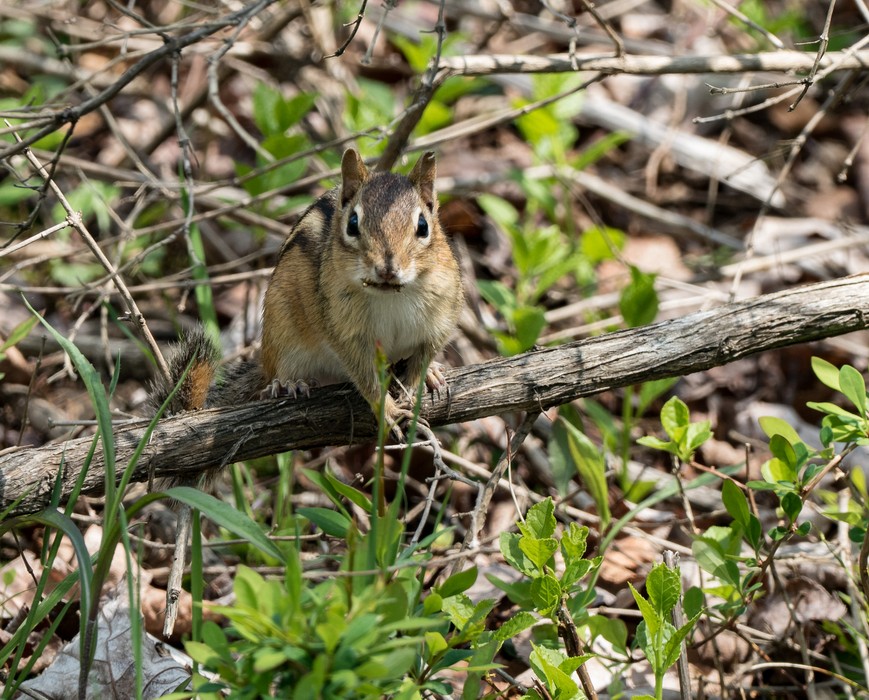 A chipmunk.<br />May 17, 2017 - Wells National Estuarine Research Reserve, Maine.