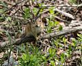 A chipmunk.<br />May 17, 2017 - Wells National Estuarine Research Reserve, Maine.