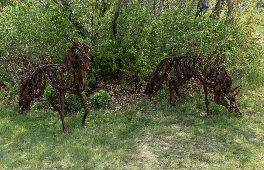 Wendy Klemperer's wolves.<br />May 17, 2017 - Wells National Estuarine Research Reserve, Maine.
