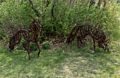 Wendy Klemperer's wolves.<br />May 17, 2017 - Wells National Estuarine Research Reserve, Maine.