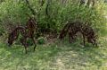 Wendy Klemperer's wolves.<br />May 17, 2017 - Wells National Estuarine Research Reserve, Maine.