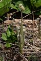 Ferns.<br />May 17, 2017 - Wells National Estuarine Research Reserve, Maine.