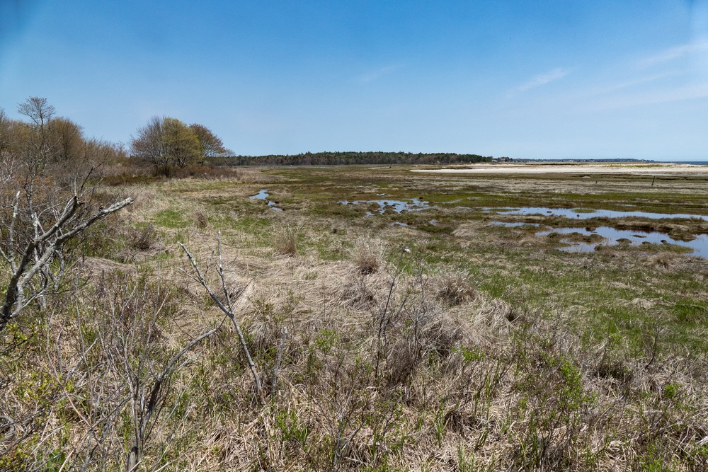 View from observation platform.<br />May 17, 2017 - Wells National Estuarine Research Reserve, Maine.