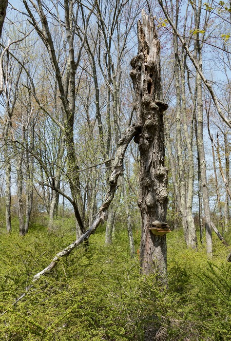 Dead tree with fungus.<br />May 17, 2017 - Wells National Estuarine Research Reserve, Maine.