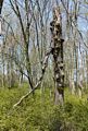 Dead tree with fungus.<br />May 17, 2017 - Wells National Estuarine Research Reserve, Maine.