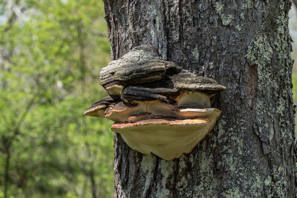 Dead tree with fungus.<br />May 17, 2017 - Wells National Estuarine Research Reserve, Maine.