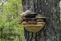 Dead tree with fungus.<br />May 17, 2017 - Wells National Estuarine Research Reserve, Maine.