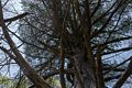 Eastern white pine.<br />May 17, 2017 - Wells National Estuarine Research Reserve, Maine.