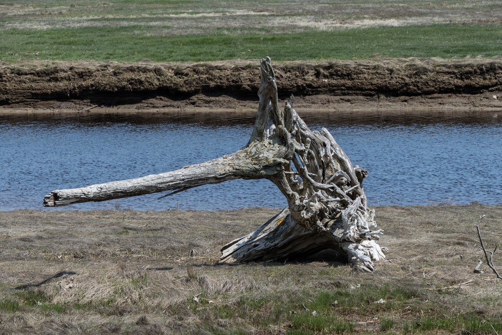 Intertwined roots from two trees.<br />View from observation platform at Little River.<br />May 17, 2017 - Wells National Estuarine Research Reserve, Maine.