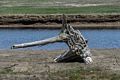 Intertwined roots from two trees.<br />View from observation platform at Little River.<br />May 17, 2017 - Wells National Estuarine Research Reserve, Maine.