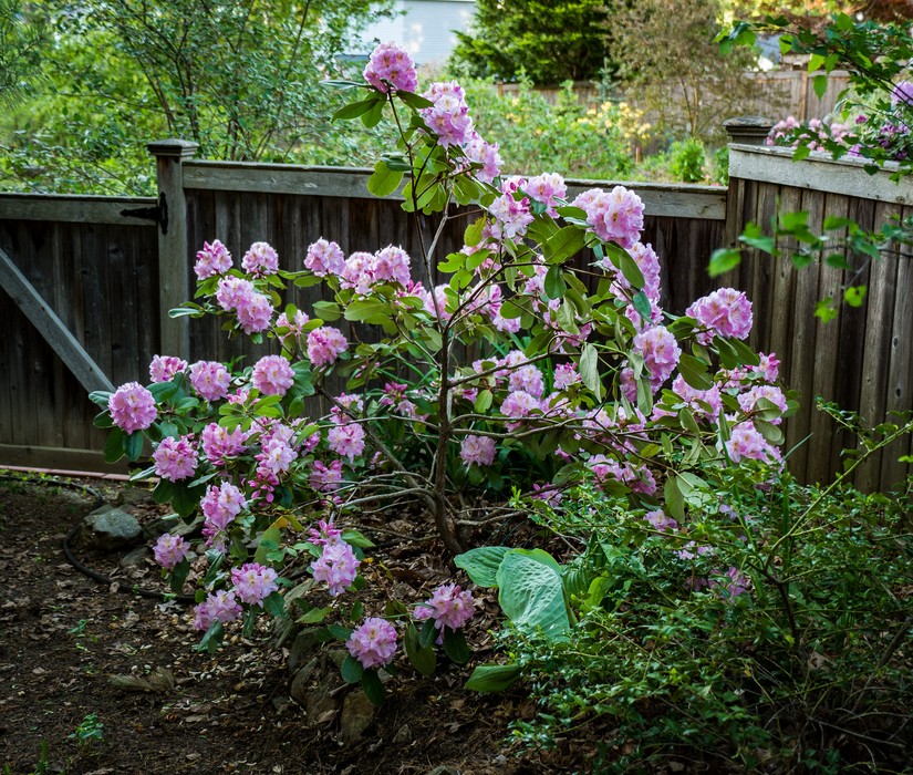 Flowers in our garden.<br />May 19, 2017 - At home in Merrimac, Massachusetts.