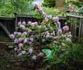 Flowers in our garden.<br />May 19, 2017 - At home in Merrimac, Massachusetts.