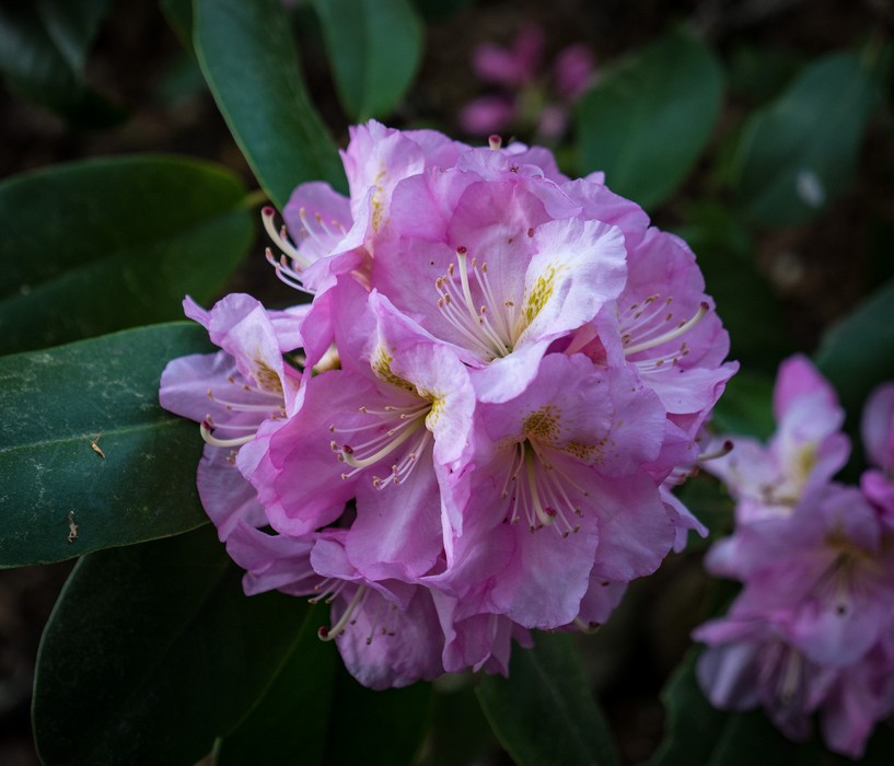 Flowers in our garden.<br />May 19, 2017 - At home in Merrimac, Massachusetts.