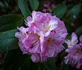 Flowers in our garden.<br />May 19, 2017 - At home in Merrimac, Massachusetts.