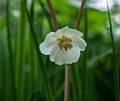 Flowers in our garden.<br />May 19, 2017 - At home in Merrimac, Massachusetts.