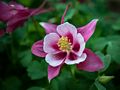 Flowers in our garden.<br />May 19, 2017 - At home in Merrimac, Massachusetts.