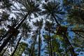 A difficult leg on an expert trail.<br />May 21, 2017 - Tree Top Adventures in Canton, Massachusetts.