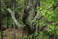 Mutilated, moss covered tree atop South Peak.<br />May 27, 2017 - Pawtuckaway State Park, Nottingham, New Hampshire.