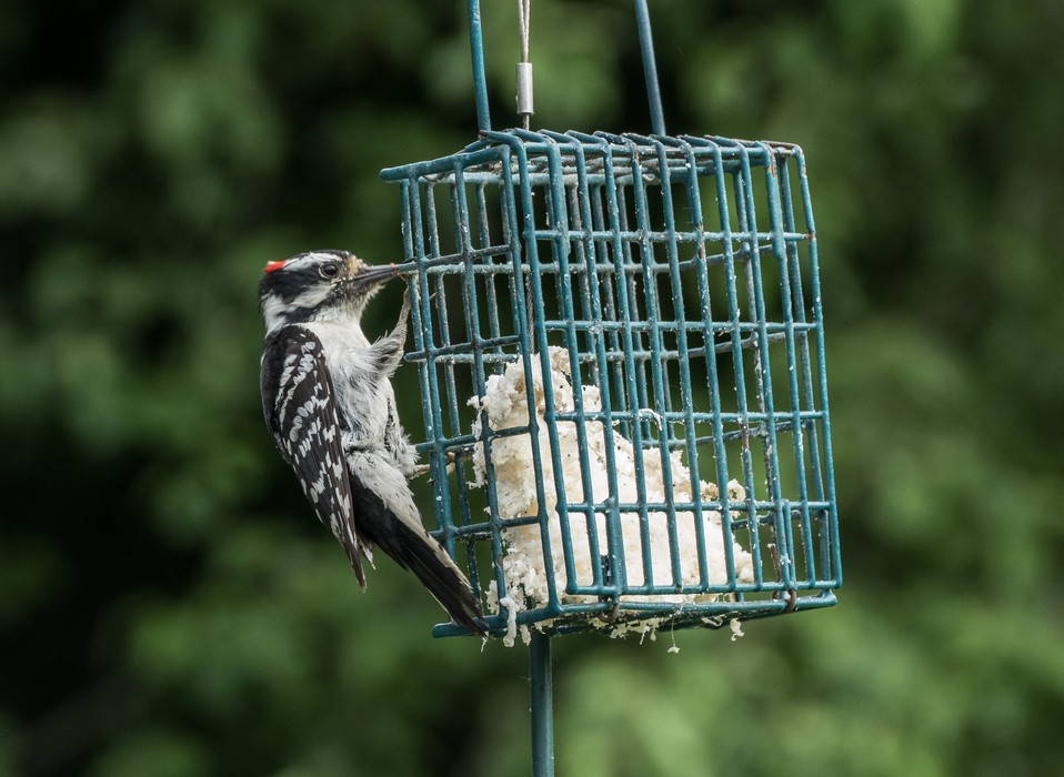 Hairy woodpecker.<br />May 27, 2017 - At Paul and Norma's in Tewksbury, Massachusetts.